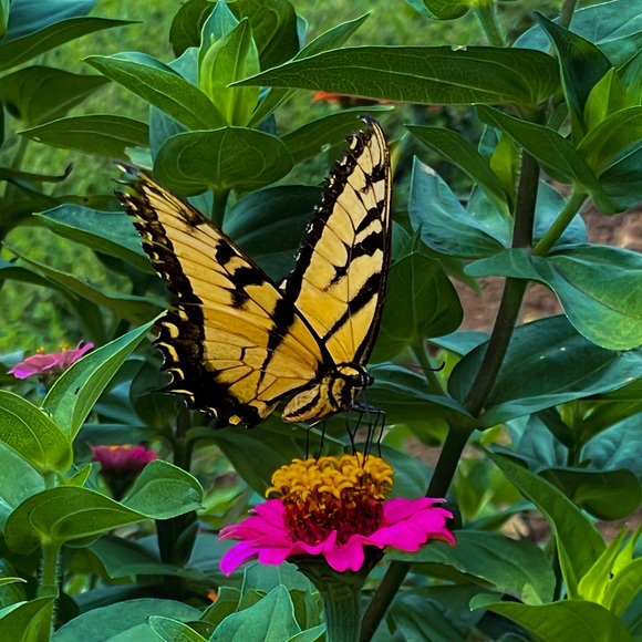 Meet your Posher, Sarah - Picture 6 of 7